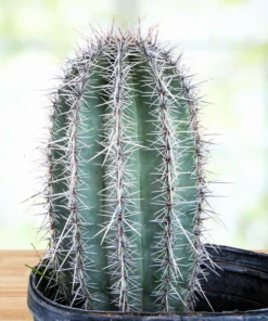 Saguaro-Kaktus