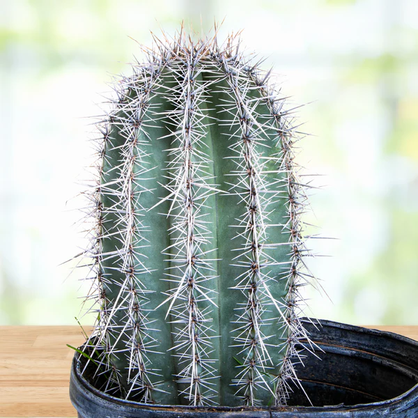Saguaro-Kaktus