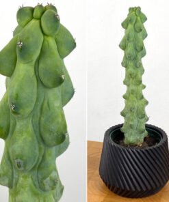 4″ Myrtillocactus Geometrizans‘ Boobie Cactus