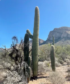 Saguaro-Kaktus