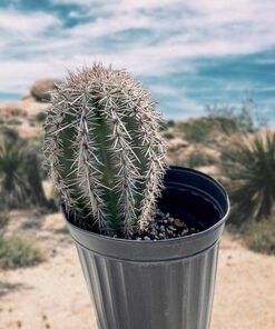 Saguaro-Kaktus