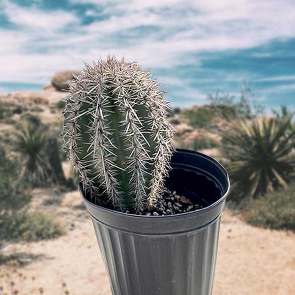 Saguaro-Kaktus