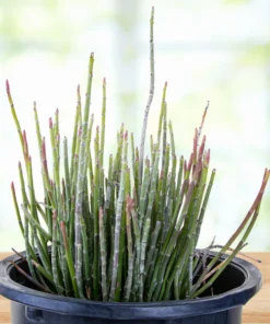 Candelilla
