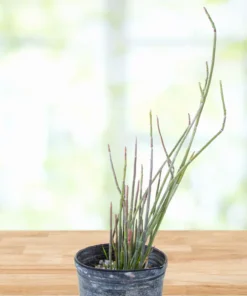 Candelilla