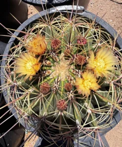 Candy Barrel Kaktus