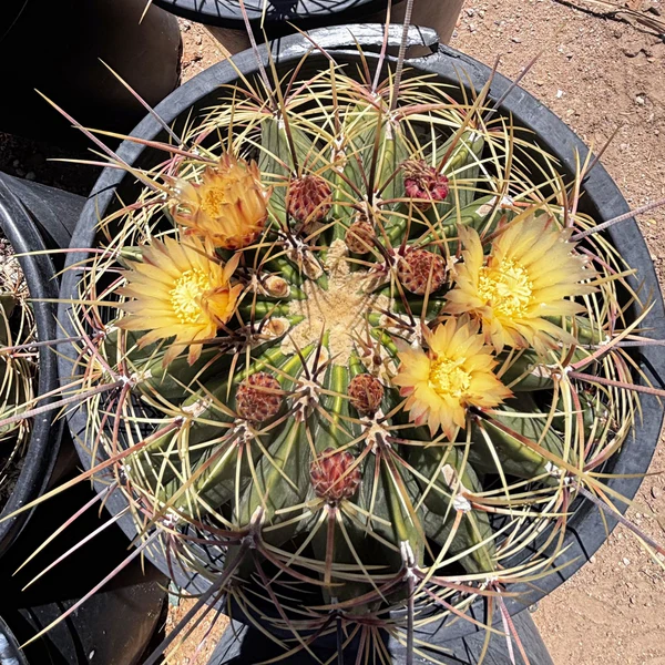 Candy Barrel Kaktus