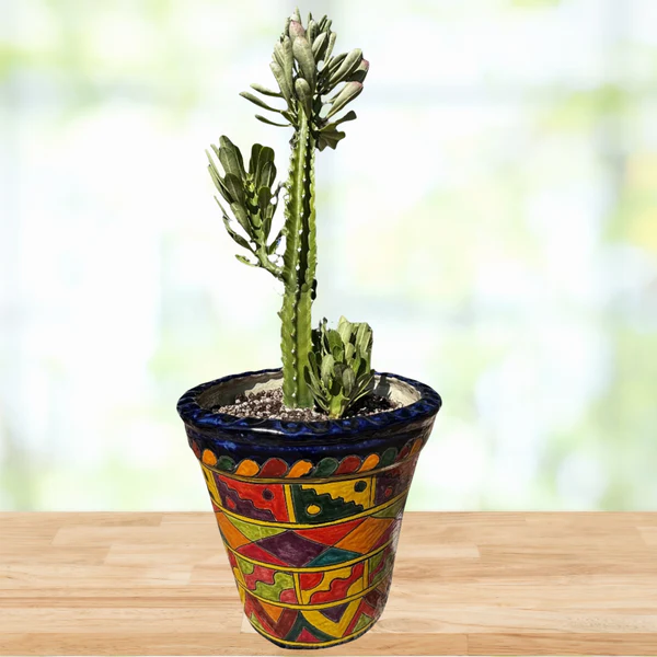 Euphorbia Royaleana