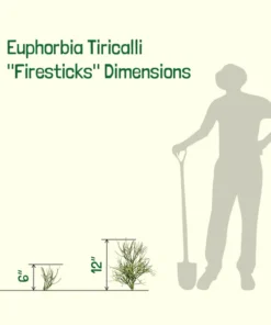 Euphorbia Tiricalli 