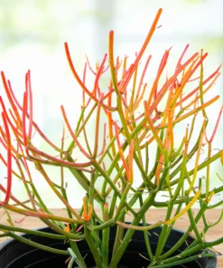 Euphorbia Tiricalli 