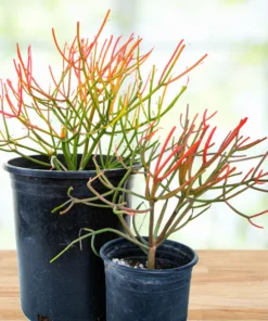 Euphorbia Tiricalli 