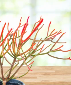 Euphorbia Tiricalli 