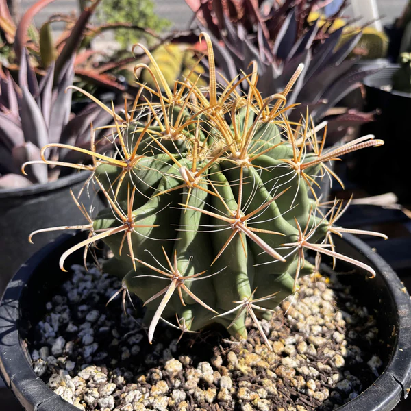 Gold Spine Southwest Barrel Cactus