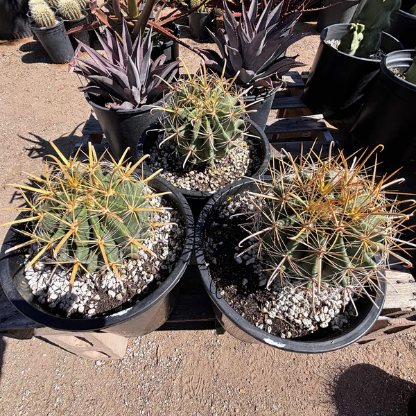 Gold Spine Southwest Barrel Cactus
