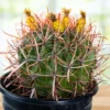 Ferocactus Gracilis