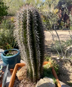 Saguaro-Kaktus