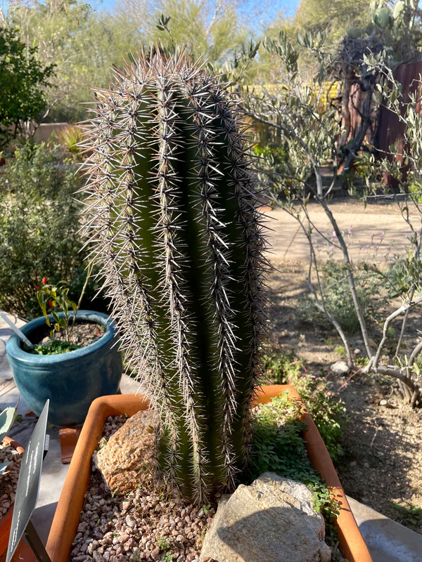 Saguaro-Kaktus