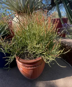Euphorbia Tiricalli 
