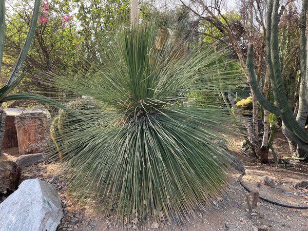 Mexikanischer Grasbaum