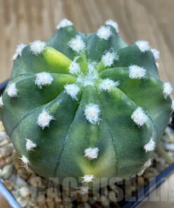 SH15723 Echinopsis subdenudata f. Variegata