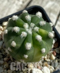 SH17114 Echinopsis subdenudata f. Variegata
