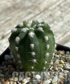 SH17114 Echinopsis subdenudata f. Variegata