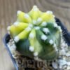 SH4965 Echinopsis sp. f. variegata
