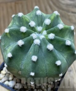 SH5727 Echinopsis sp. F. Variegata