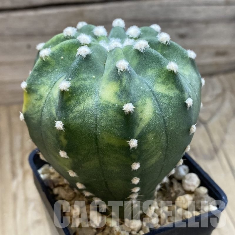 SH5727 Echinopsis sp. F. Variegata