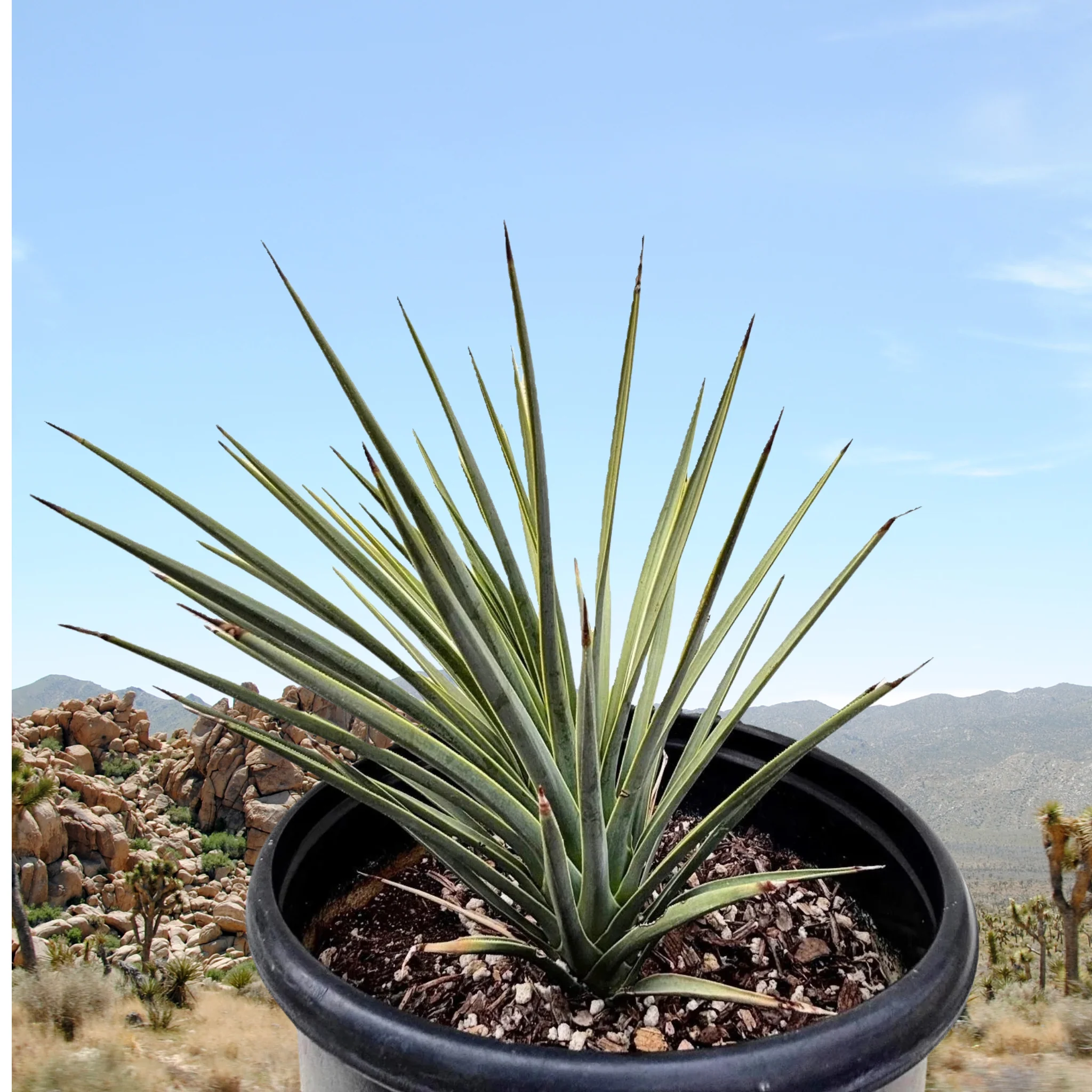 Joshua Tree