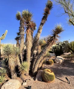 Joshua Tree