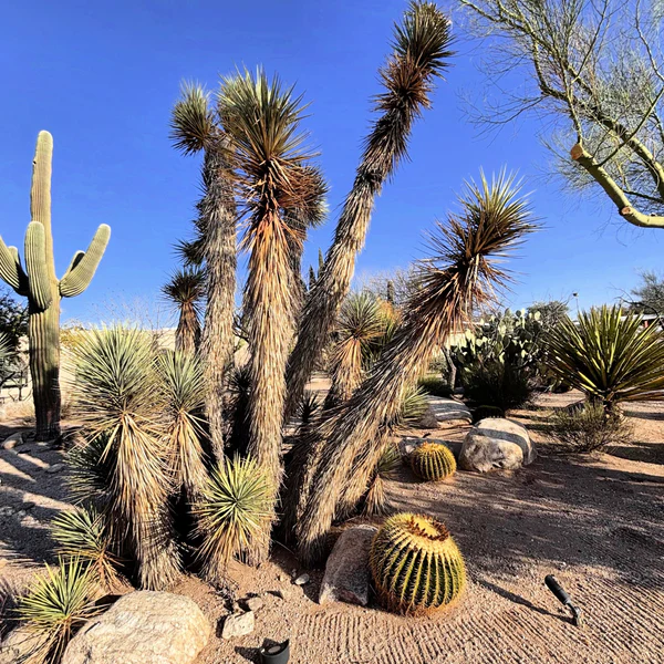 Joshua Tree