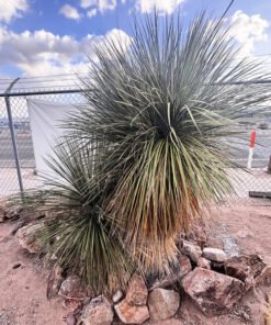 Seifenbaum-Yucca