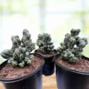 Cereus forbesii 'Ming Thing'