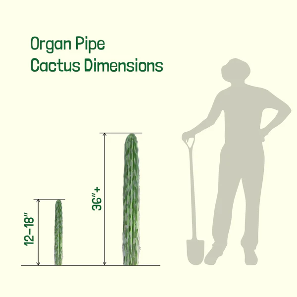 Orgelpfeifenkaktus