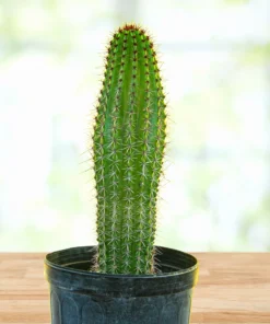 Orgelpfeifenkaktus