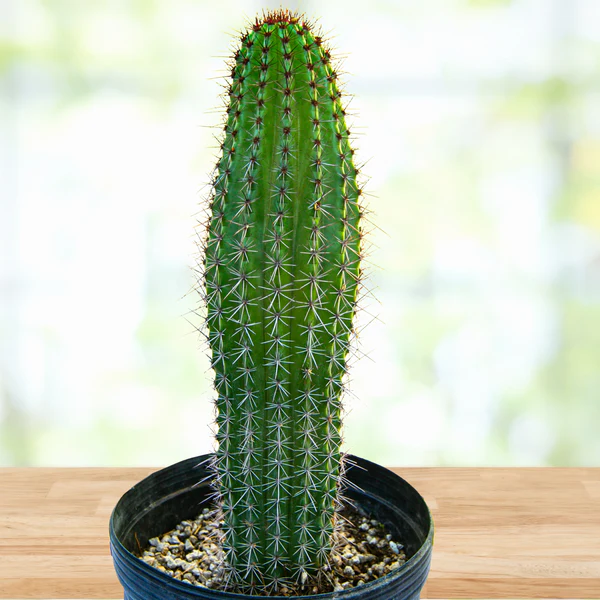 Orgelpfeifenkaktus