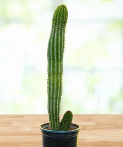 Orgelpfeifenkaktus