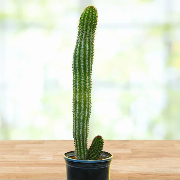 Orgelpfeifenkaktus