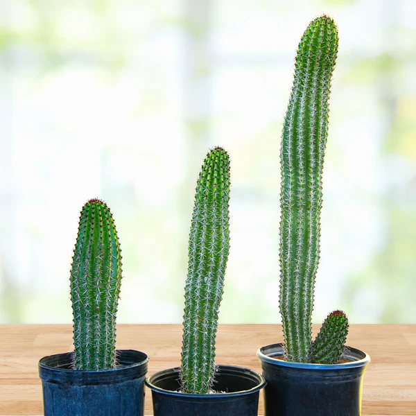 Orgelpfeifenkaktus