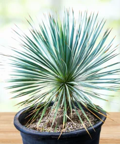 Yucca Rostrata