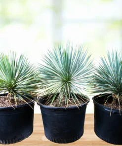 Yucca Rostrata