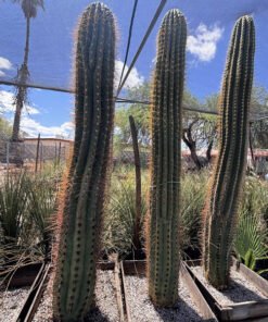 Südamerikanischer Saguaro
