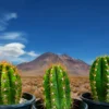 Südamerikanischer Saguaro