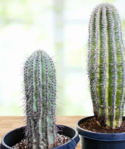 Saguaro-Kaktus