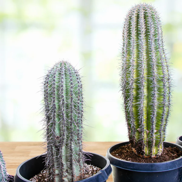 Saguaro-Kaktus