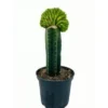 San Pedro Cristate Lime small – Trichocereus Pachanoi
