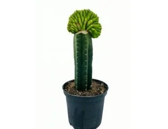 San Pedro Cristate Lime small – Trichocereus Pachanoi