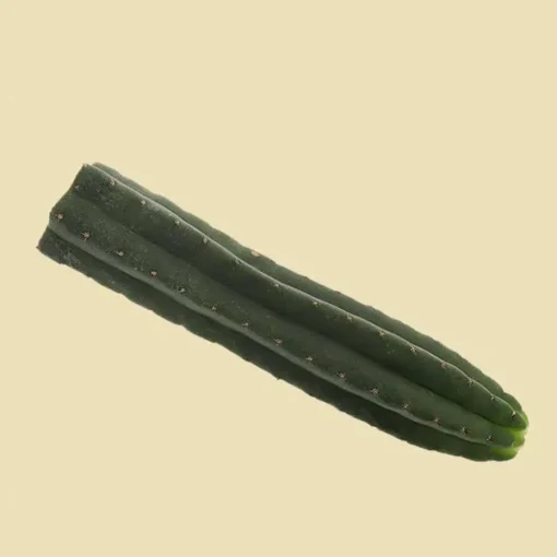 San Pedro Cutting Pachanoi (Trichocereus) 25 – 35 cm