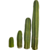San Pedro Cutting Peruvianus (Trichocereus) 25 – 35 CM