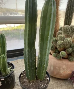 San Pedro Kaktus zu verkaufen – Trichocereus Pachanoi – 30″ und 24″